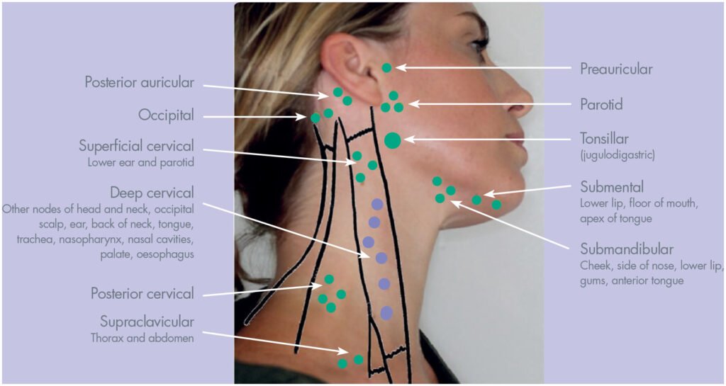 dental extraoral examination palpation lymph nodes