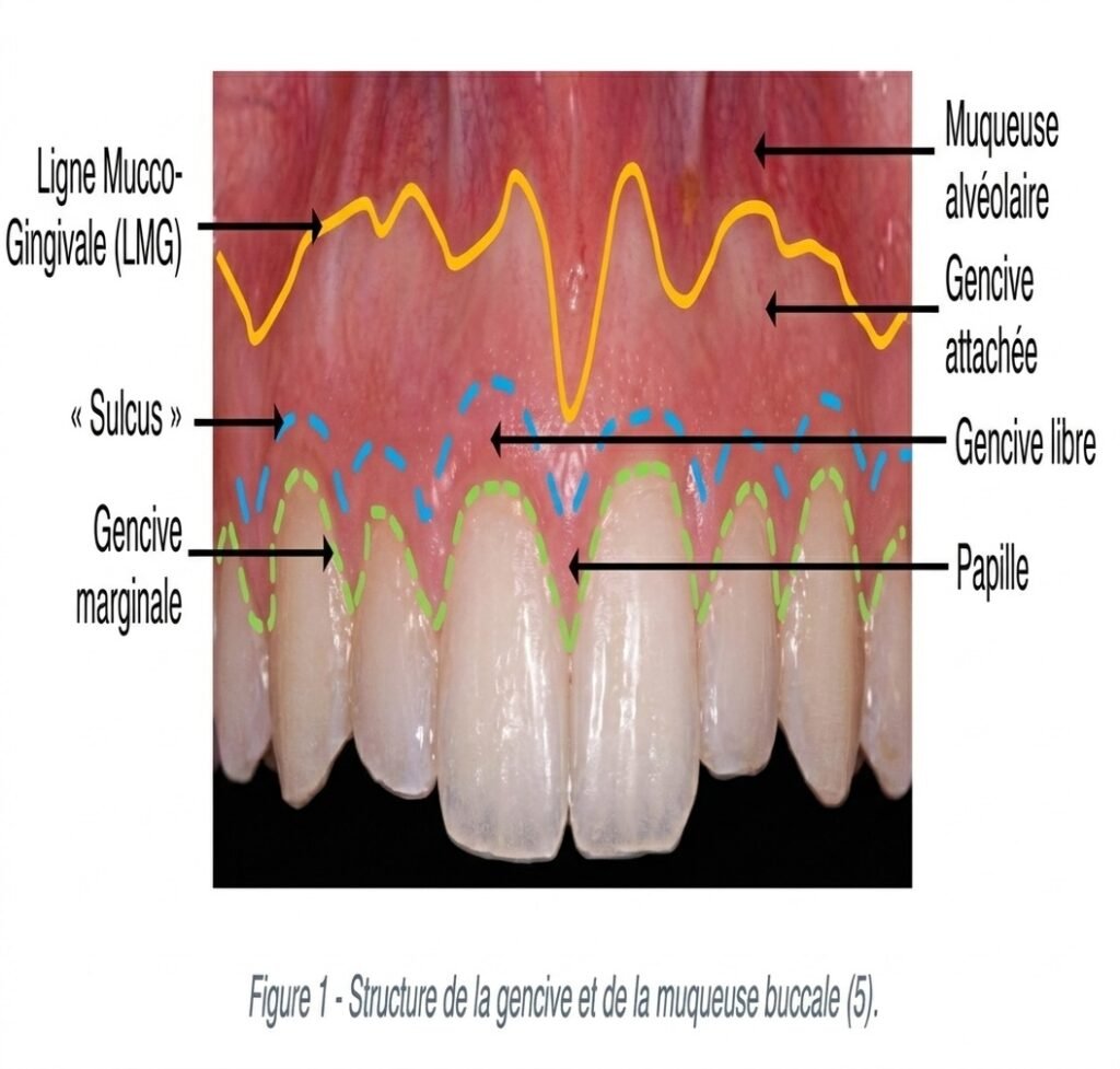 Schéma anatomique du parodonte superficiel (gencive attachée, gencive libre, ligne muco-gingivale, muqueuse alvéolaire)


