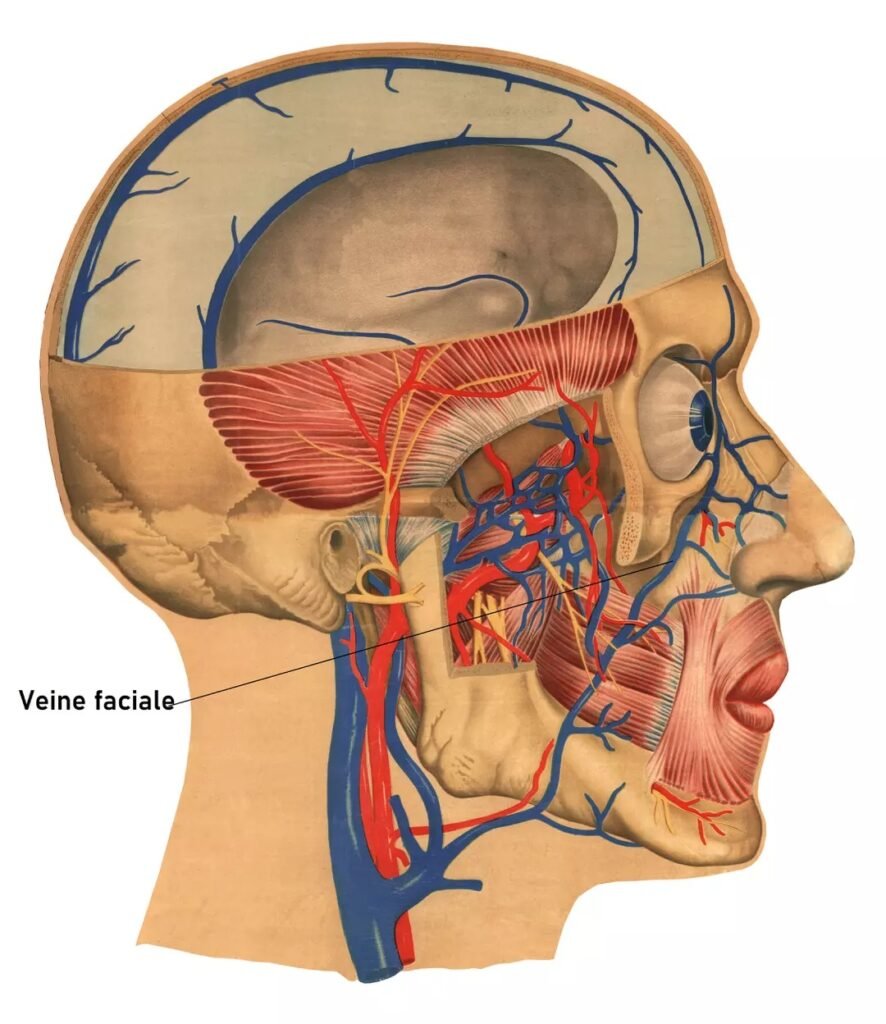 anatomie veines face schéma médical