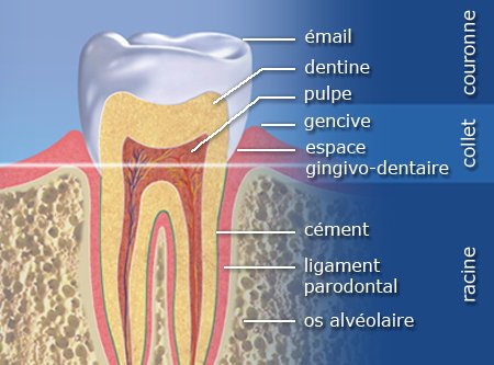  Vue d'ensemble des tissus parodontaux (gencive, os alvéolaire, ligament, cément)