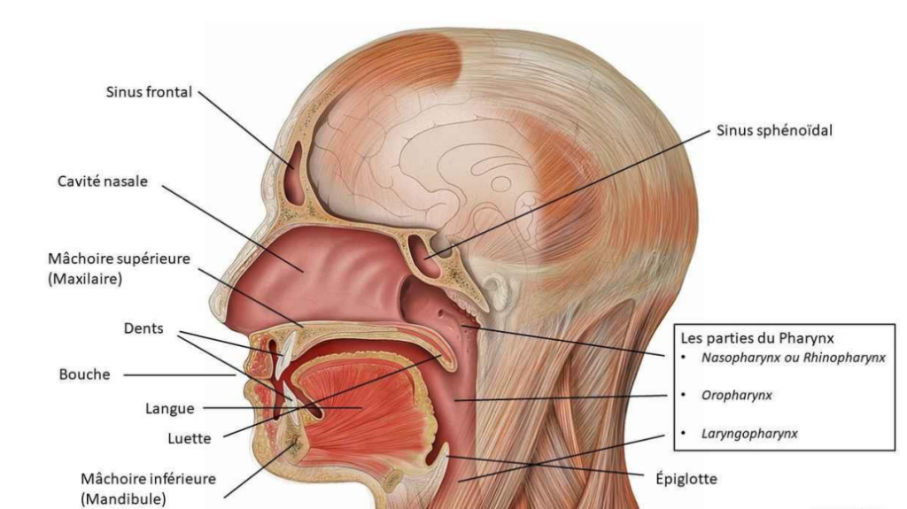 Anatomie oro-faciale