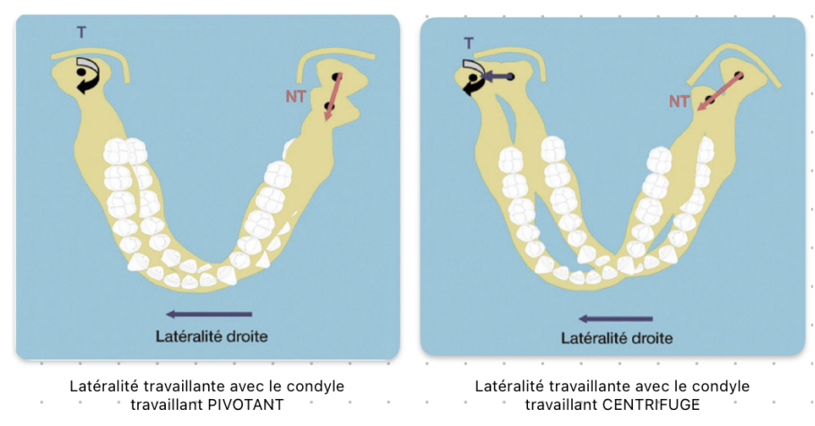 Latéralité travaillante