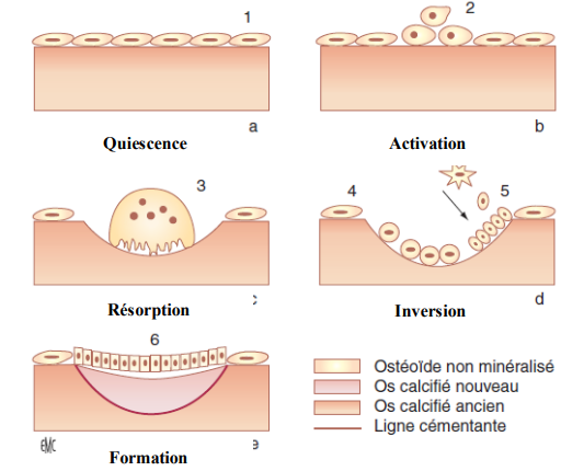 Remodelage osseux (ARIF)