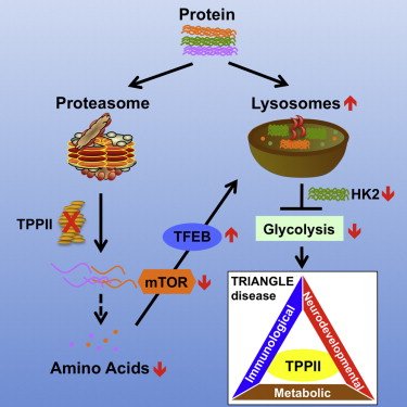 glycolysis proteolysis metabolic pathway diagram