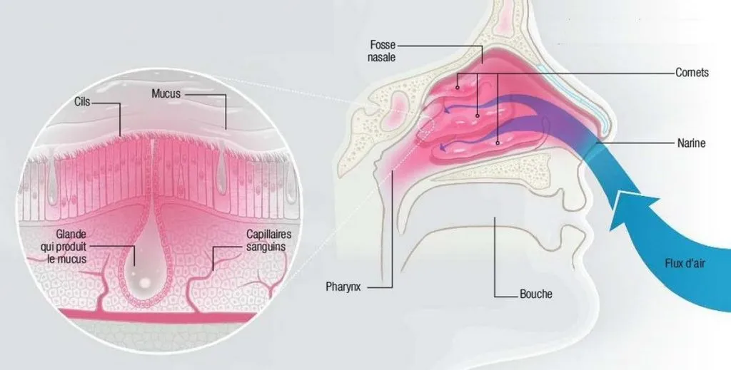 alternance de congestion/décongestion des deux fosses nasales