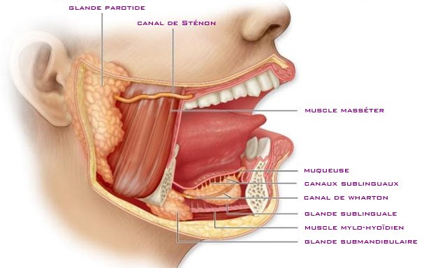 mandibular floor mouth anatomy sublingual dental diagram
