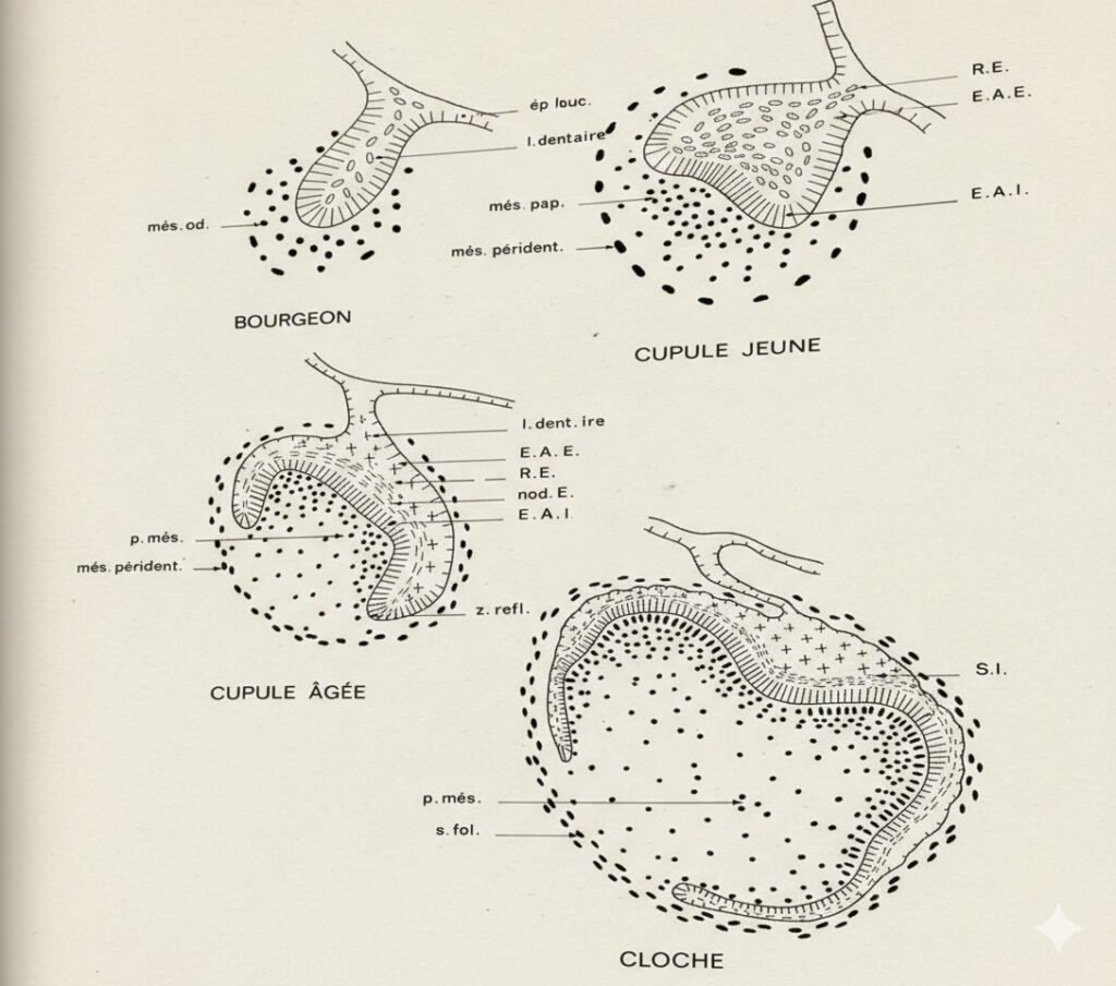 Développement dentaire