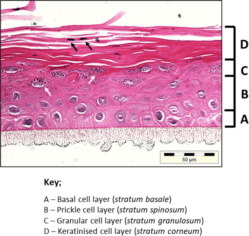 Coupe histologique épithélium gingival (EOG) avec couches colorées)

