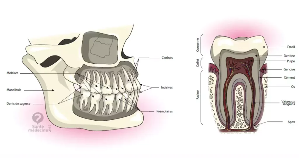  tooth cross section anatomy diagram