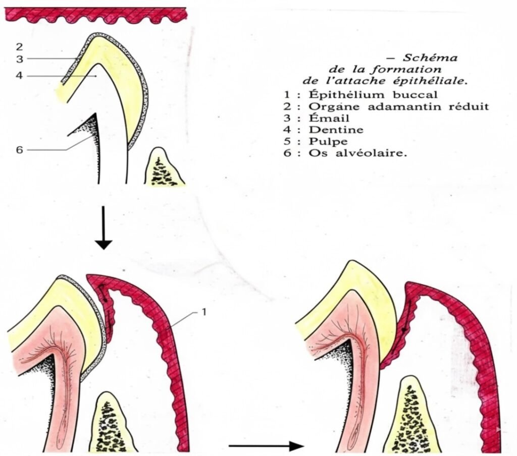 Formation du Sulcus