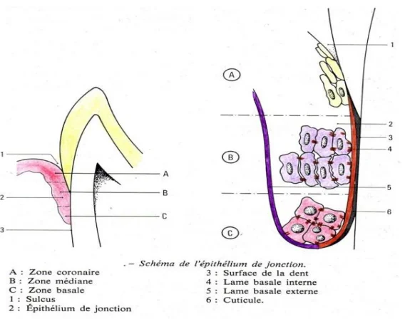 La Lame Basale Externe