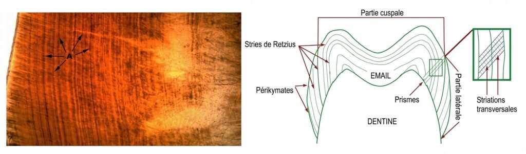 Les Lignes de Croissance : Marqueurs de l'Amélogenèse