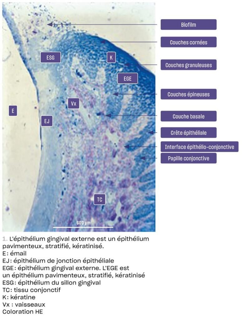Microscopie de la jonction gingivo-dentaire
