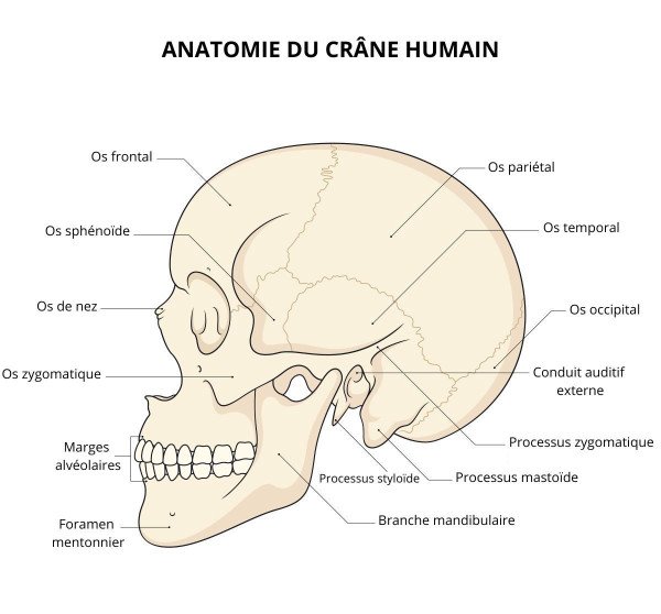 Structure anatomique crâne