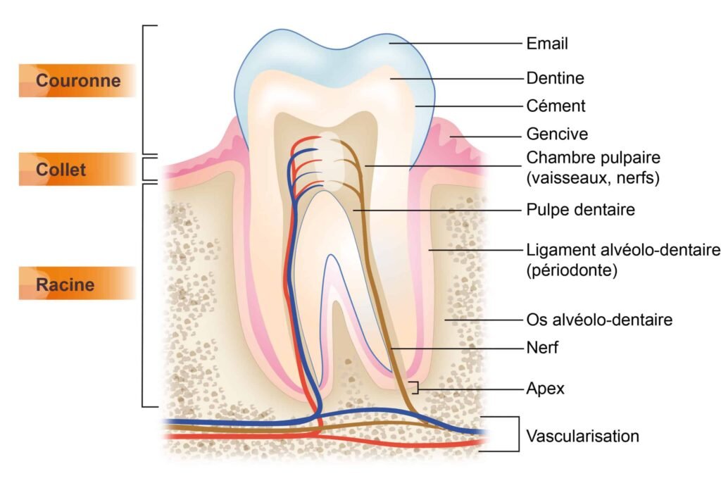 Schéma anatomique d'une molaire