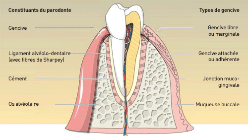 parodonte anatomie schéma