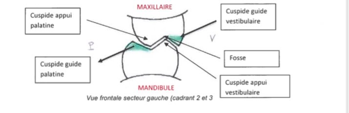 schéma cuspides appui fosse centrale prothèse totale