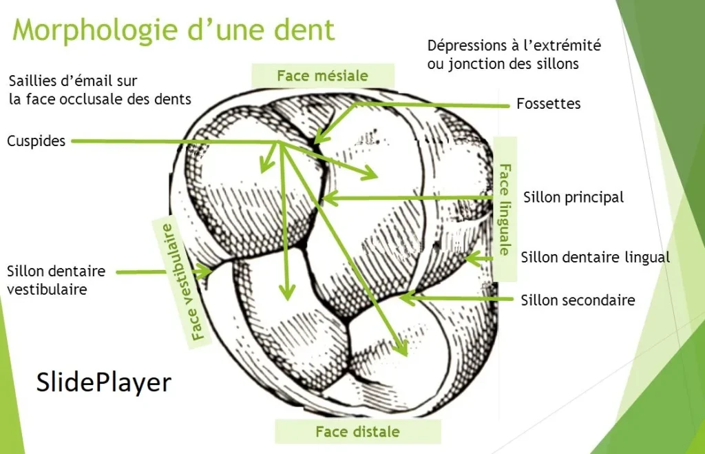 molar cusps anatomy diagram occlusal view labeled