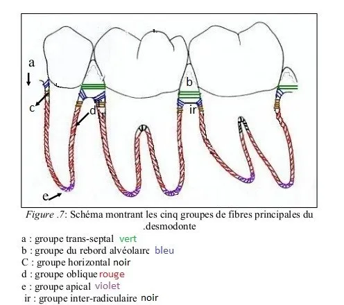 Schéma des 5 groupes de fibres alvéolo-dentaires (fibres horizontales, obliques, apicales, crestales, inter-radiculaires)