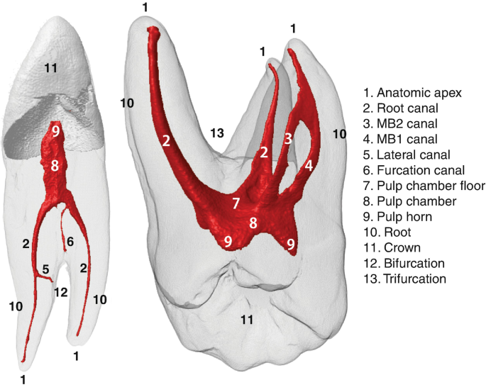 tooth root anatomy bifurcation trifurcation diagram