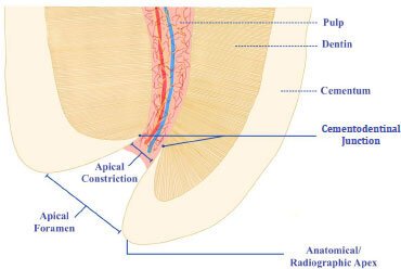 Foramen apical