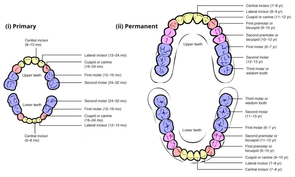 permanent teeth eruption chronology diagram children