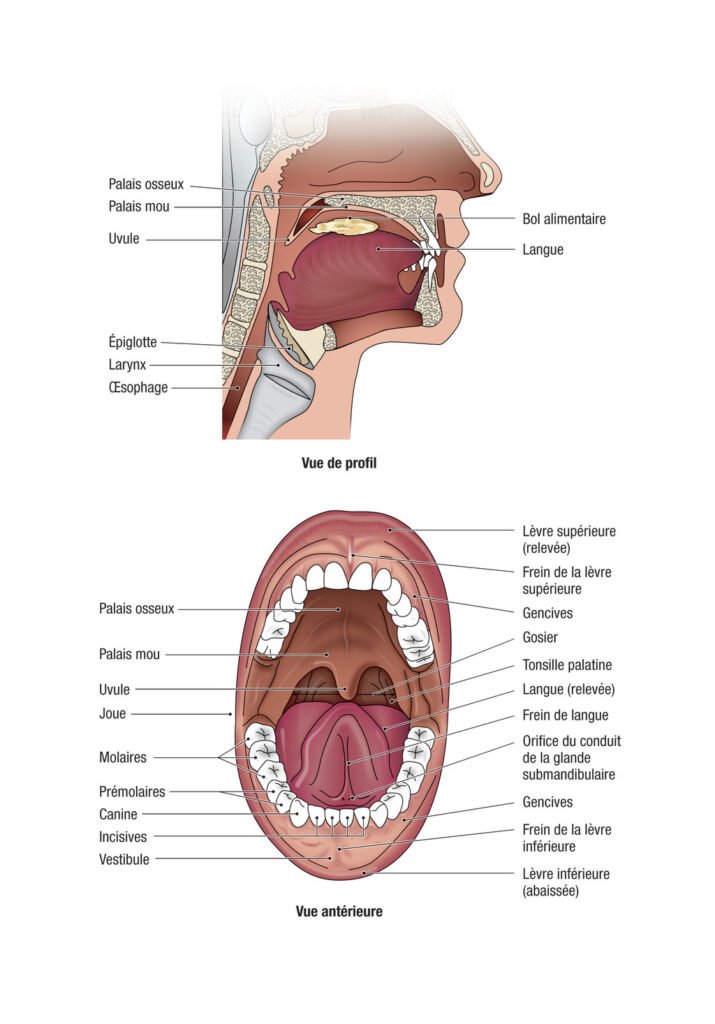 Schéma anatomique de la cavité orale (vestibule, palais dur, plancher, gencives)