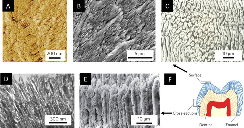 enamel prism structure hydroxyapatite SEM microscopy