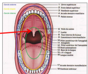 Les Muscles Du Voile Du Palais Anatomie Humaine CoursDentaires Les Muscles Du Voile Du Palais Anatomie Humaine CoursDentaires