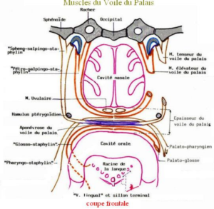 Les Muscles Du Voile Du Palais Anatomie Humaine CoursDentaires Les Muscles Du Voile Du Palais Anatomie Humaine CoursDentaires