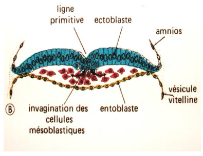 la Gastrulation