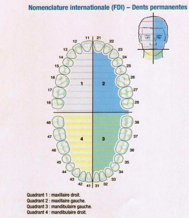 Généralités en anatomie dentaire - Odontologie Conservatrice Endodontie