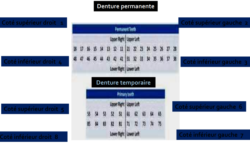 Généralités en anatomie dentaire - Odontologie Conservatrice Endodontie