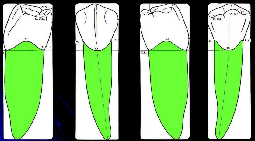 Les Prémolaires Inferieures– Odontologie Conservatrice Endodontie