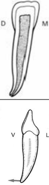 Anatomie descriptive des dents temporaires (Odontologie Conservatrice et Endodontie)