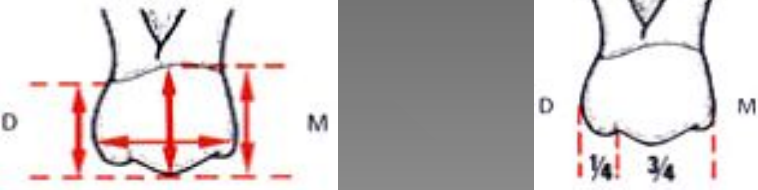 Anatomie descriptive des dents temporaires (Odontologie Conservatrice et Endodontie)