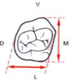 Anatomie descriptive des dents temporaires (Odontologie Conservatrice et Endodontie)