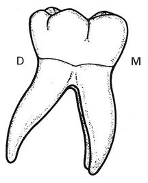Anatomie descriptive des dents temporaires (Odontologie Conservatrice et Endodontie)