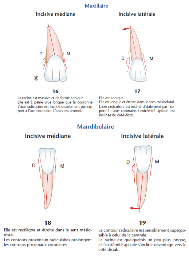 MORPHOLOGIE DENTAIRE DE L’ADULTE : INCISIVES / Anatomie dentaire