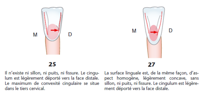 MORPHOLOGIE DENTAIRE DE L’ADULTE : INCISIVES / Anatomie dentaire