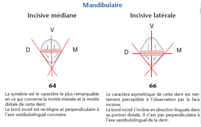 MORPHOLOGIE DENTAIRE DE L’ADULTE : INCISIVES / Anatomie dentaire