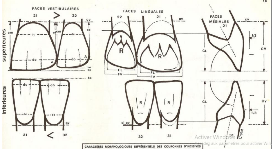 MORPHOLOGIE DENTAIRE DE L’ADULTE : INCISIVES / Anatomie dentaire