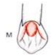 MORPHOLOGIE DENTAIRE DE L’ADULTE : LES CANINES / Anatomie dentaire