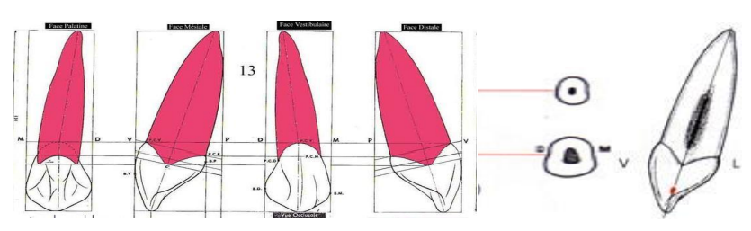 MORPHOLOGIE DENTAIRE DE L’ADULTE : LES CANINES / Anatomie dentaire
