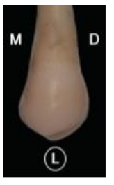 MORPHOLOGIE DENTAIRE DE L’ADULTE : PREMOLAIRES / Anatomie dentaire