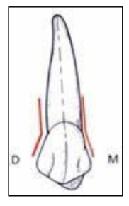 MORPHOLOGIE DENTAIRE DE L’ADULTE : PREMOLAIRES / Anatomie dentaire