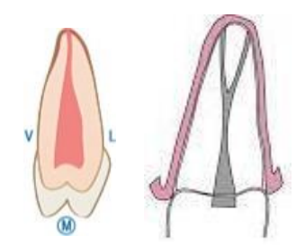 MORPHOLOGIE DENTAIRE DE L’ADULTE : PREMOLAIRES / Anatomie dentaire