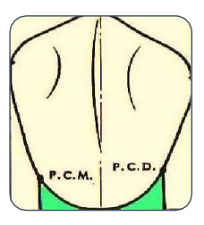 MORPHOLOGIE DENTAIRE DE L’ADULTE : PREMOLAIRES / Anatomie dentaire