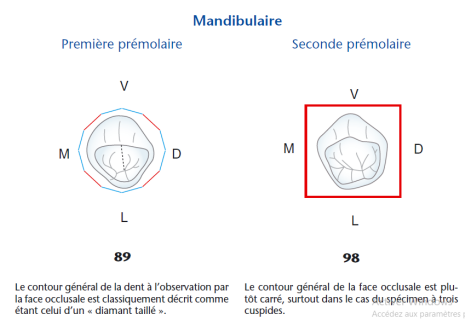 MORPHOLOGIE DENTAIRE DE L’ADULTE : PREMOLAIRES / Anatomie dentaire