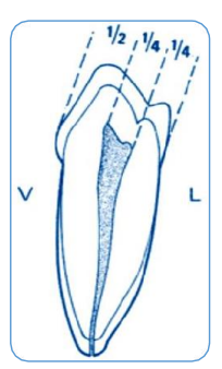 MORPHOLOGIE DENTAIRE DE L’ADULTE : PREMOLAIRES / Anatomie dentaire